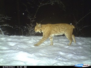 Dieser Luchs ist bereits seit 2007 im Kanton Luzern bekannt und kann beinahe jährlich bestätigt werden. (Copyright: Kanton Luzern, Abt. Natur, Jagd und Fischerei)