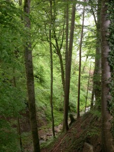 Schutz- und Nutzwald (Bild lawa)