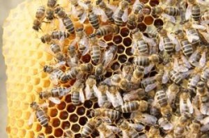 Bienenvolk